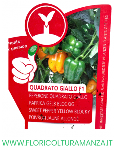 PEPERONE INNESTATO QUADRATO GIALLO F1