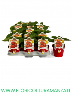 PEPERONCINO HABANERO ROSSO