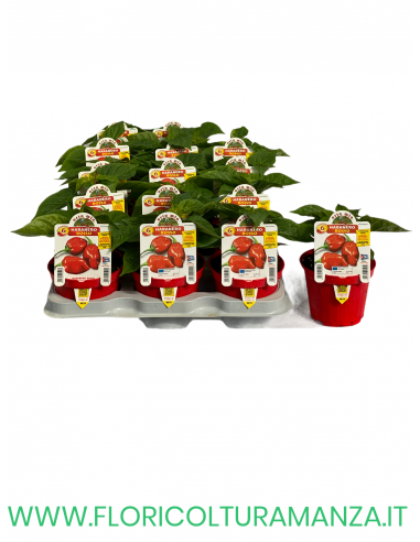 PEPERONCINO HABANERO ROSSO