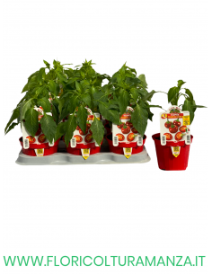 PEPERONCINO PICCANTE DA ACCIUGA TOPIK