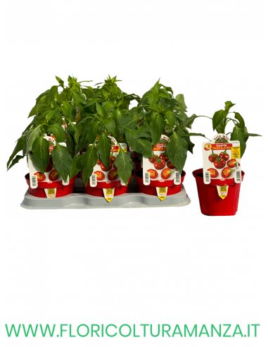 PEPERONCINO PICCANTE DA ACCIUGA TOPIK