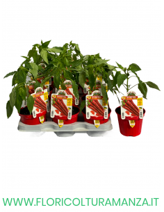 PEPERONCINO PICCANTE LUNGO ROMITAL