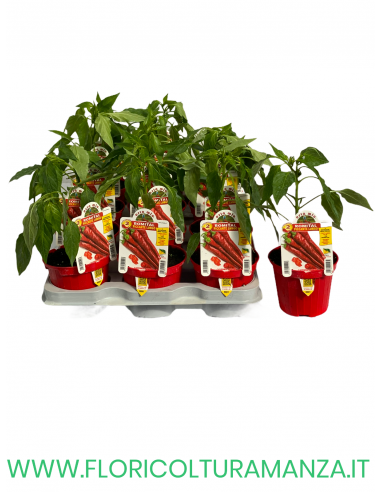 PEPERONCINO PICCANTE LUNGO ROMITAL