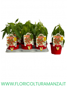 PEPERONCINO CALABRESE
