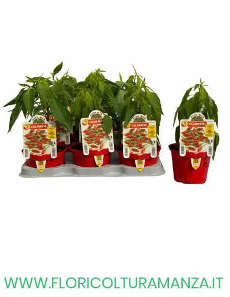 PEPERONCINO CALABRESE