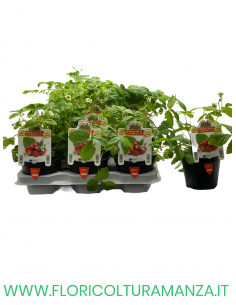 FRAGOLA DI BOSCO
