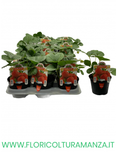 FRAGOLA RIFIORENTE CHARLOTTE