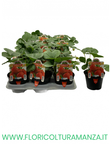 FRAGOLA RIFIORENTE CHARLOTTE