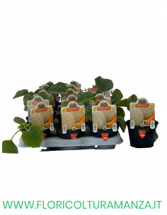 MELONE RETATO CON FETTA MAGNIFICENZA
