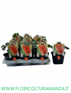 ANGURIA OVALE OBLA