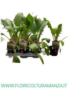 CARCIOFO ROMANESCO