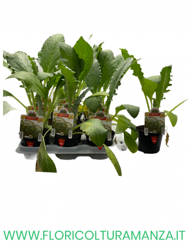 CARCIOFO ROMANESCO