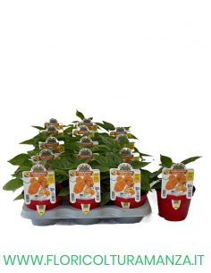 PEPERONCINO HABANERO ARANCIO