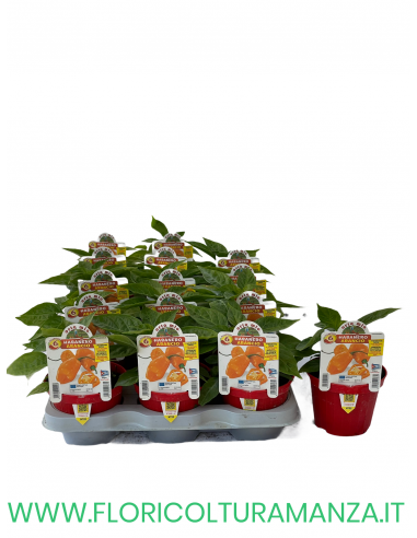 PEPERONCINO HABANERO ARANCIO