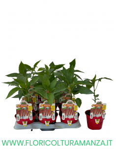PEPERONCINO PICCANTE CORTO CAYENNA