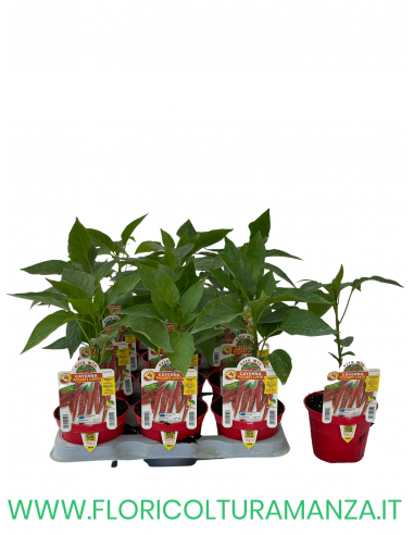 PEPERONCINO PICCANTE CORTO CAYENNA