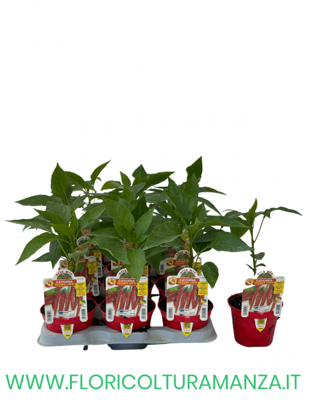 PEPERONCINO PICCANTE CORTO CAYENNA