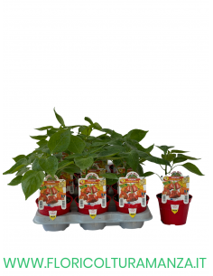 PEPERONCINO PICCANTE BISHOP CROWN