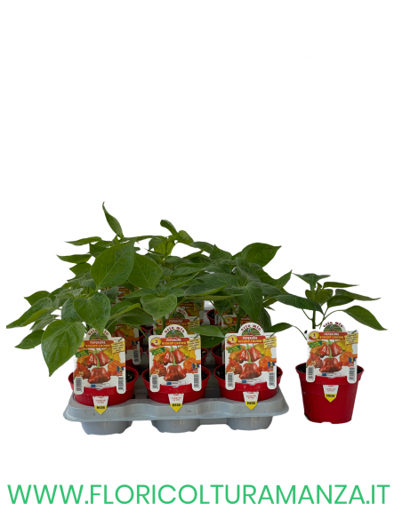 PEPERONCINO PICCANTE BISHOP CROWN