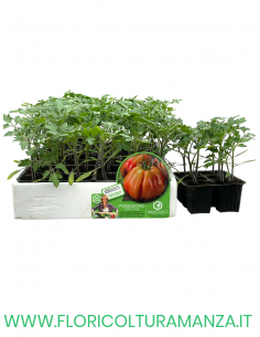 🍅 Pomodoro Cuore di Bue