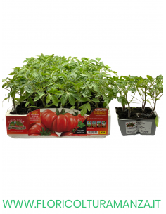 🍅 Pomodoro Costoluto Fiorentino