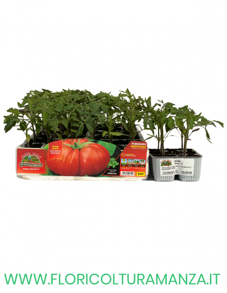 🍅 Pomodoro Beefsteak