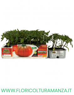 🍅 Pomodoro Marmande