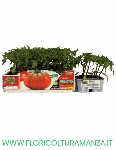🍅 Pomodoro Marmande