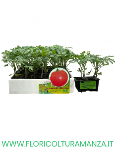 🍅 Pomodoro Tondo Liscio