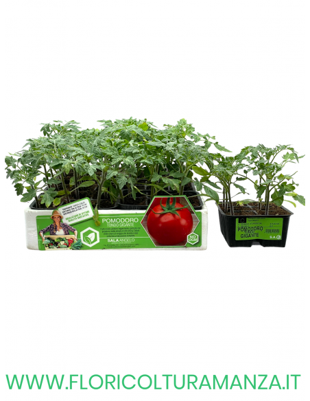 🍅 Pomodoro Tondo Gigante