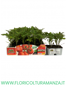 🍅 Pomodoro a grappolo Horus