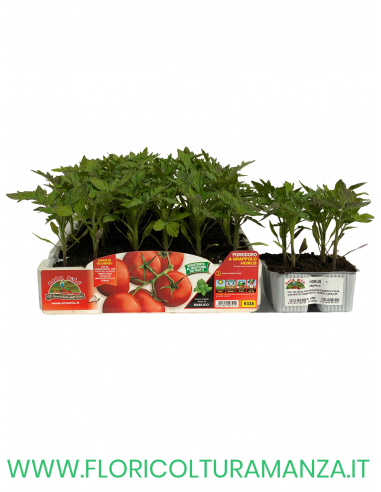🍅 Pomodoro a grappolo Horus