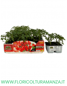 🍅 Pomodoro Datterino Lobello