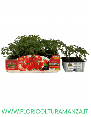 🍅 Pomodoro Datterino Lobello