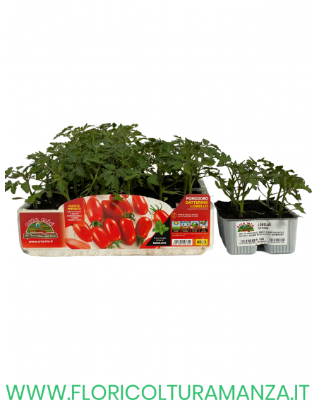 🍅 Pomodoro Datterino Lobello