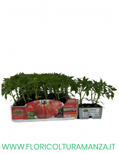 🍅 Pomodoro Rosamunda