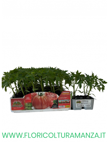 🍅 Pomodoro Rosamunda