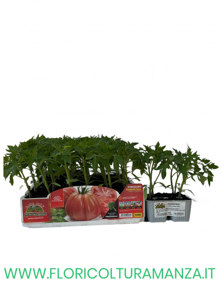 🍅 Pomodoro Rosamunda