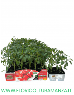 🍅 Pomodoro Datterino Trilly