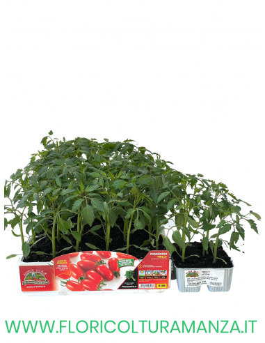🍅 Pomodoro Datterino Trilly