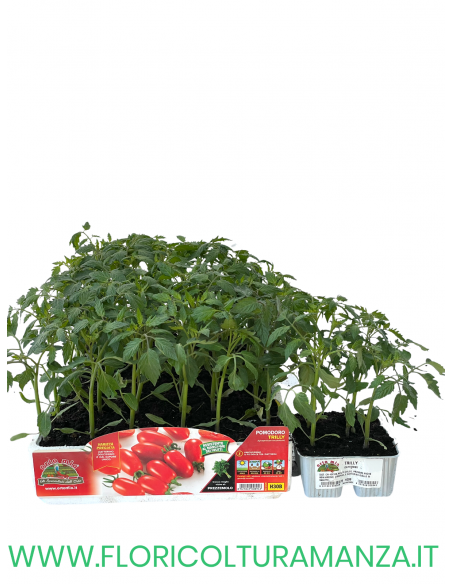 🍅 Pomodoro Datterino Trilly