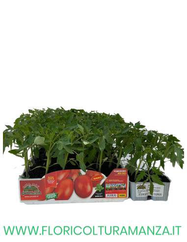 🍅 Pomodoro Big Rio