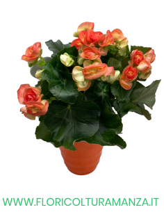BEGONIA CON VASO IN CERAMICA COLORATO