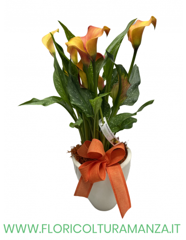 CALLA CON VASO IN CERAMICA BASSO