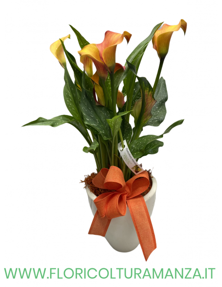 CALLA CON VASO IN CERAMICA BASSO
