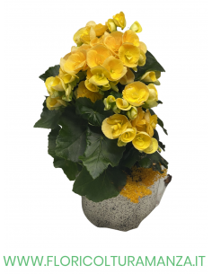 BEGONIA CON VASO IN CERAMICA COLORATO 2