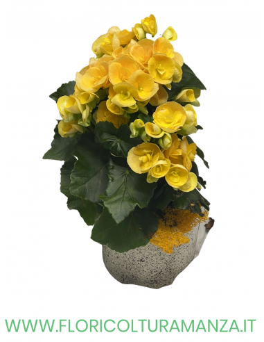 BEGONIA CON VASO IN CERAMICA COLORATO