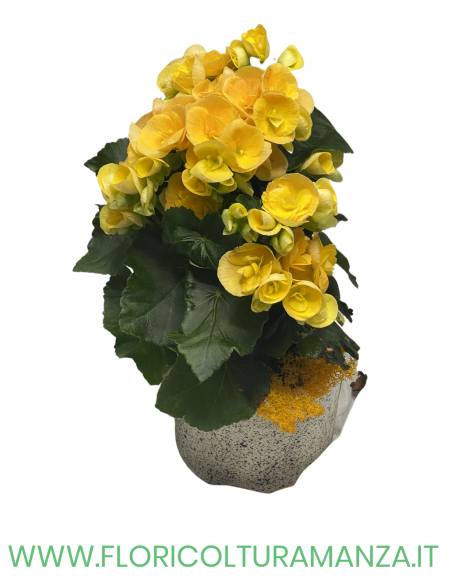 BEGONIA CON VASO IN CERAMICA COLORATO