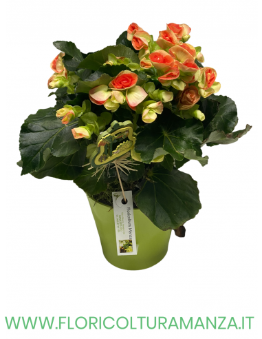 BEGONIA CON VASO IN CERAMICA COLORATO