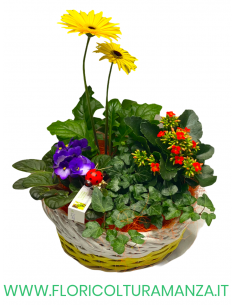 COMPOSIZIONE FLOREALE C5